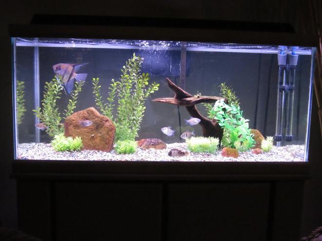75 gallons freshwater fish tank (mostly fish and non-living decorations) - Oceanic 30 gallon granite finish tank and stand from the mid 90's. Marine Land 160 Bio wheel filter. Angel and black skirt tetras.