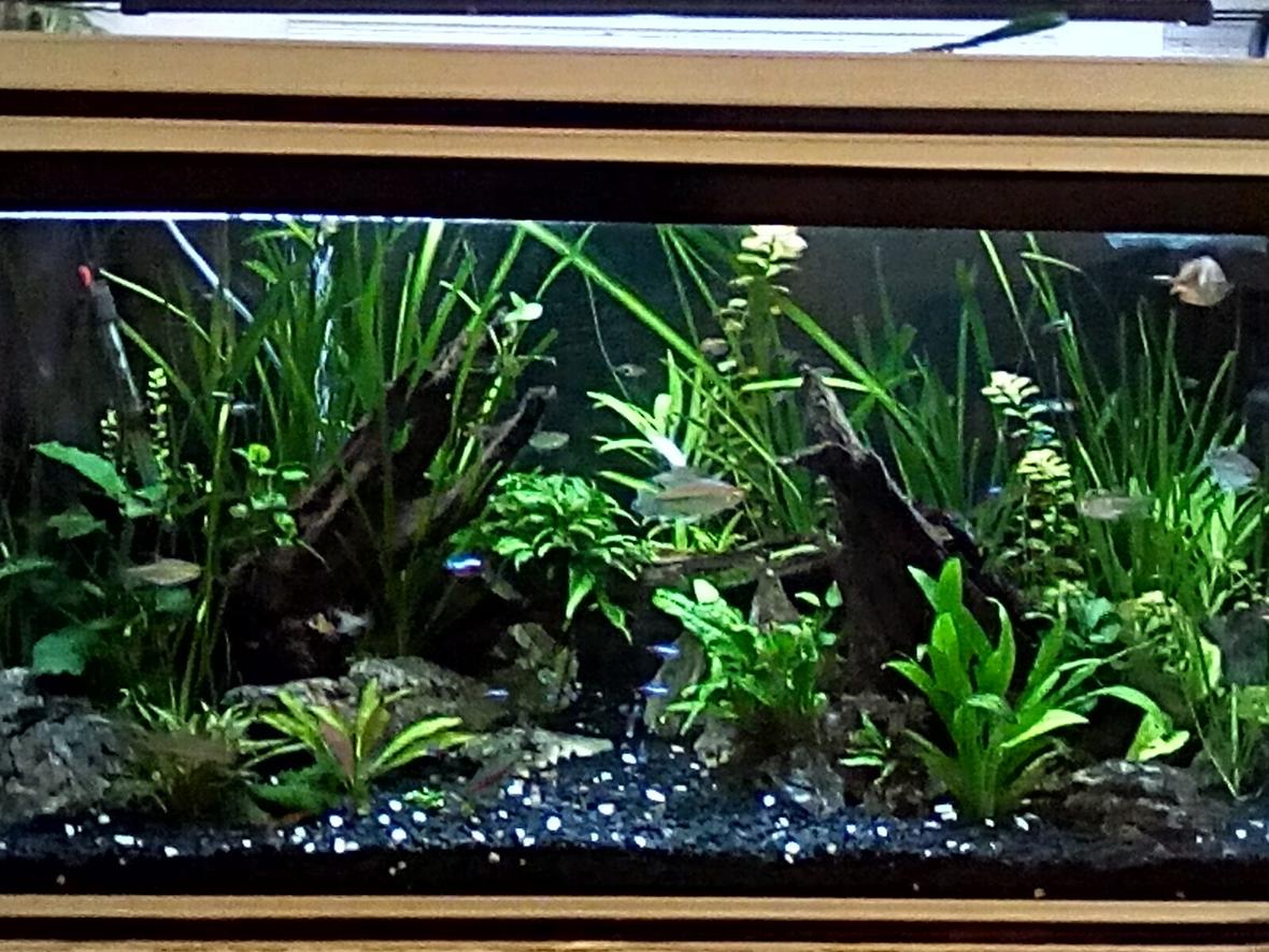 80 gallons planted tank (mostly live plants and fish) - Full view