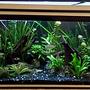 80 gallons planted tank (mostly live plants and fish) - Full view