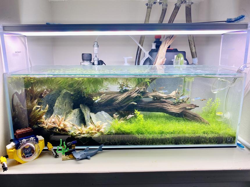 Rated #12: 6 Gallons Planted Tank - My first planted aquarium!