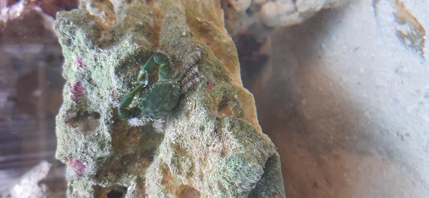 Rated #3: Saltwater Fish Stocking In 36 Gallons Tank - Emerald crab