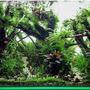 18 gallons planted tank (mostly live plants and fish) - Nature