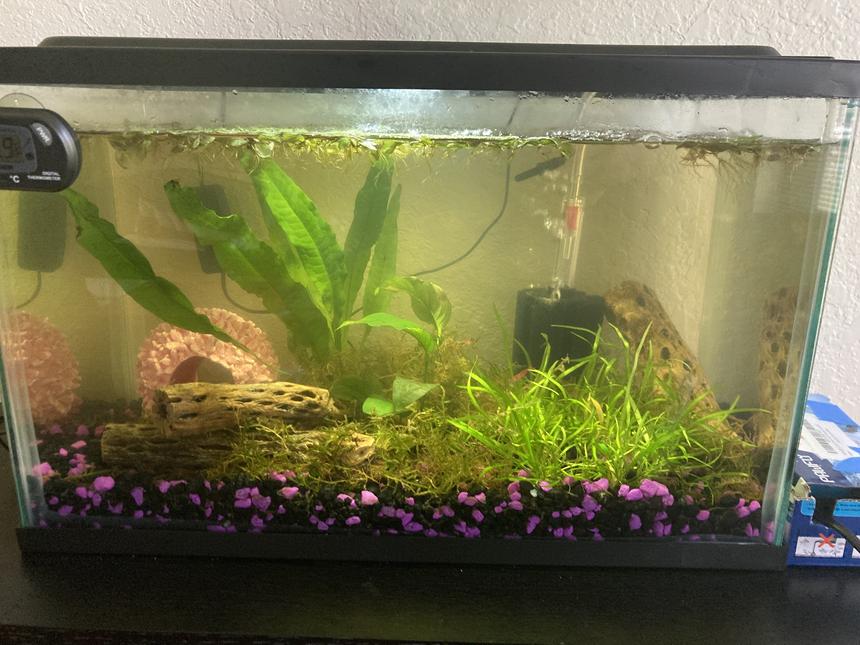 Rated #34: 5 Gallons Planted Tank - shrimp tank :)