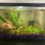 5 gallons planted tank (mostly live plants and fish) - shrimp tank :)