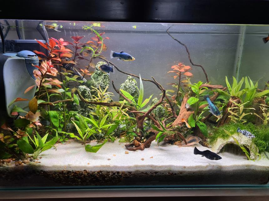 Rated #14: 14 Gallons Planted Tank - At 5 months