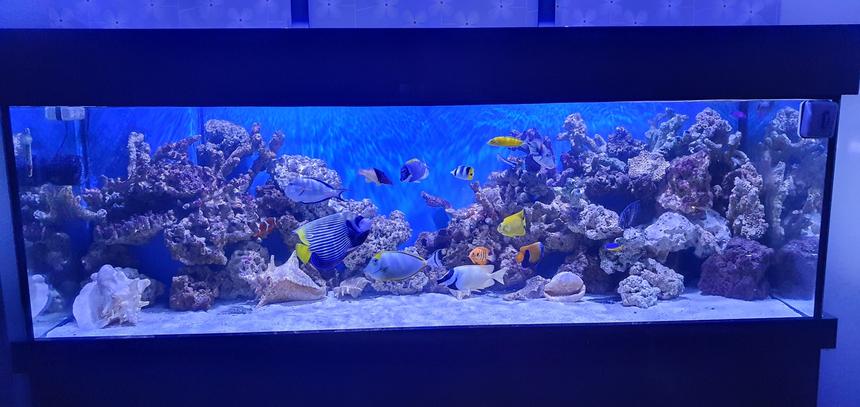 Rated #1: Saltwater Fish Stocking In 149 Gallons Tank - My aquarium