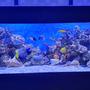 saltwater fish stocking in 149 gallons tank - My aquarium