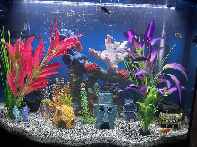 36 gallons freshwater fish tank (mostly fish and non-living decorations) - My kids fish tank.