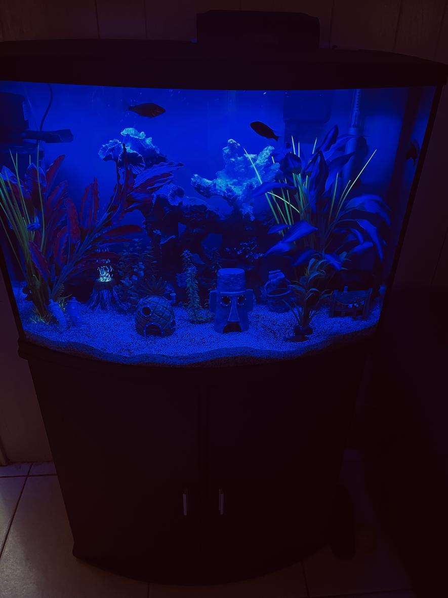 Rated #5: Freshwater Fish Stocking In 36 Gallons Tank - Kids tank moonlight setting