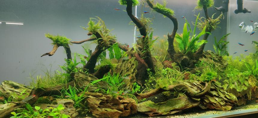Rated #10: 70 Gallons Planted Tank - Rummynose