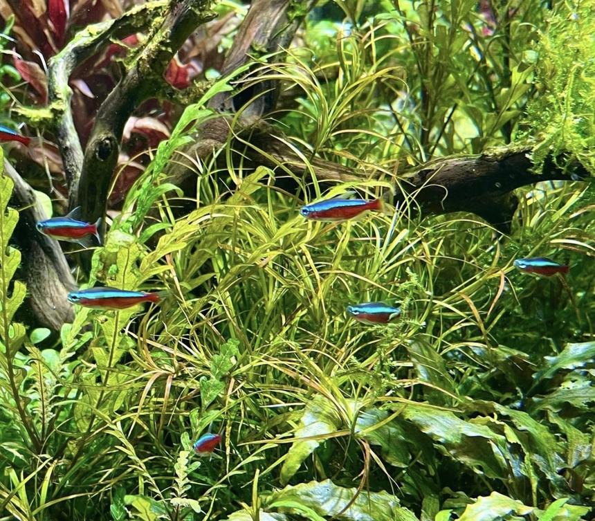 Rated #3: Freshwater Fish Stocking In 150 Gallons Tank - Cardinal Tetras