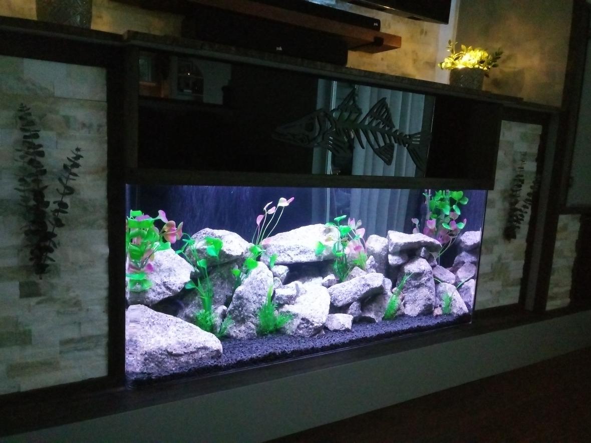 freshwater fish stocking in 75 gallons tank - 75 Gallon SeaClear with 5 Black Convict Cichlids and 1 Blue Zebra Cichlid.