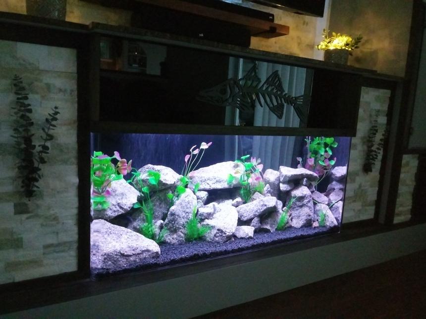 Rated #7: Freshwater Fish Stocking In 75 Gallons Tank - 75 Gallon SeaClear with 5 Black Convict Cichlids and 1 Blue Zebra Cichlid.