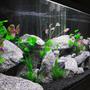 fish tank picture - .
