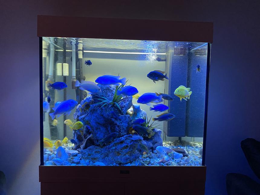 Rated #11: 55 Gallons Freshwater Fish Tank - 2021 setup