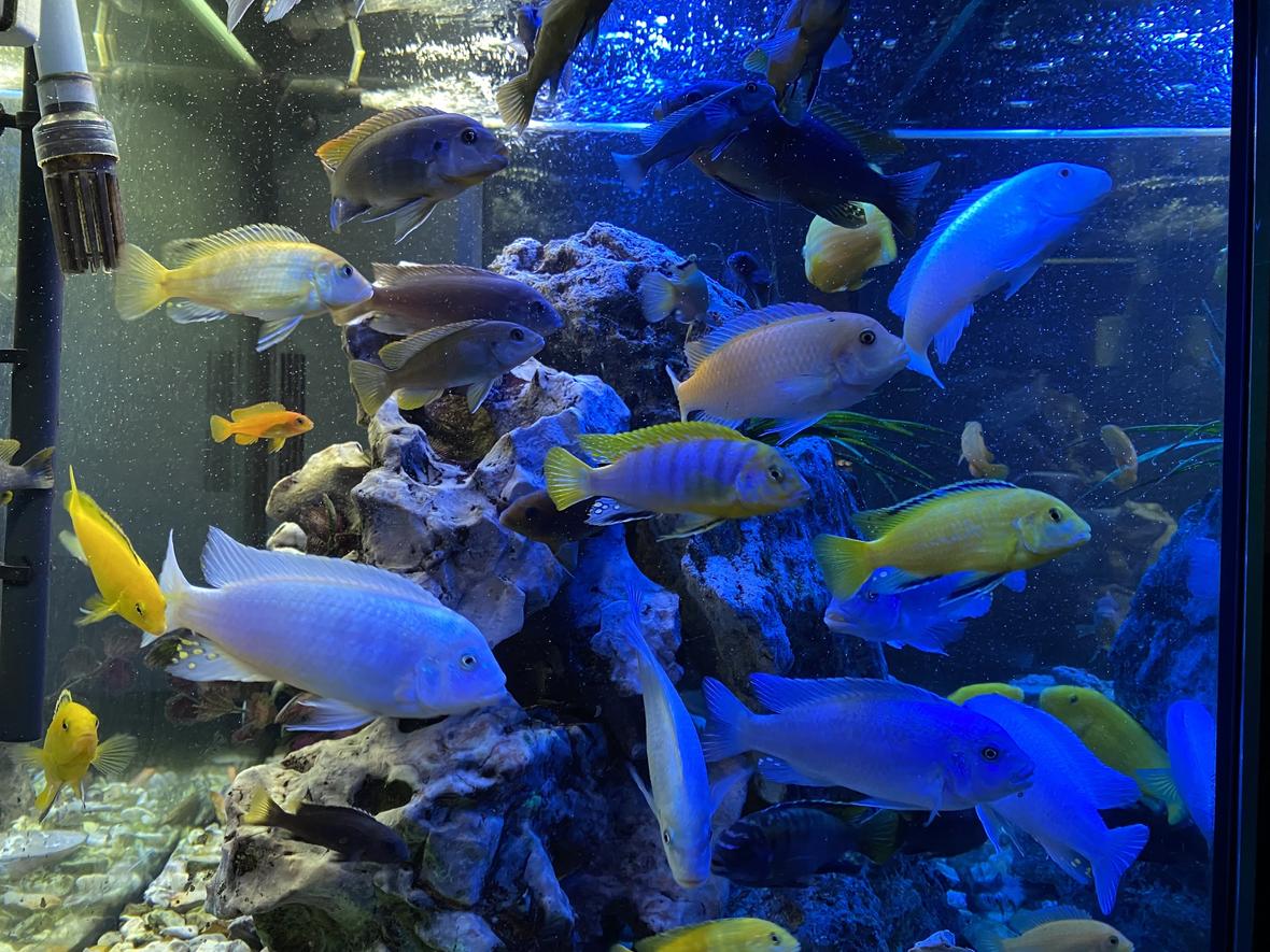 freshwater fish stocking in 55 gallons tank - Malawi cichlids 2021