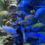 freshwater fish stocking in 55 gallons tank - Malawi cichlids 2021