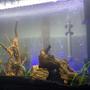 37 gallons freshwater fish tank (mostly fish and non-living decorations) - New tank