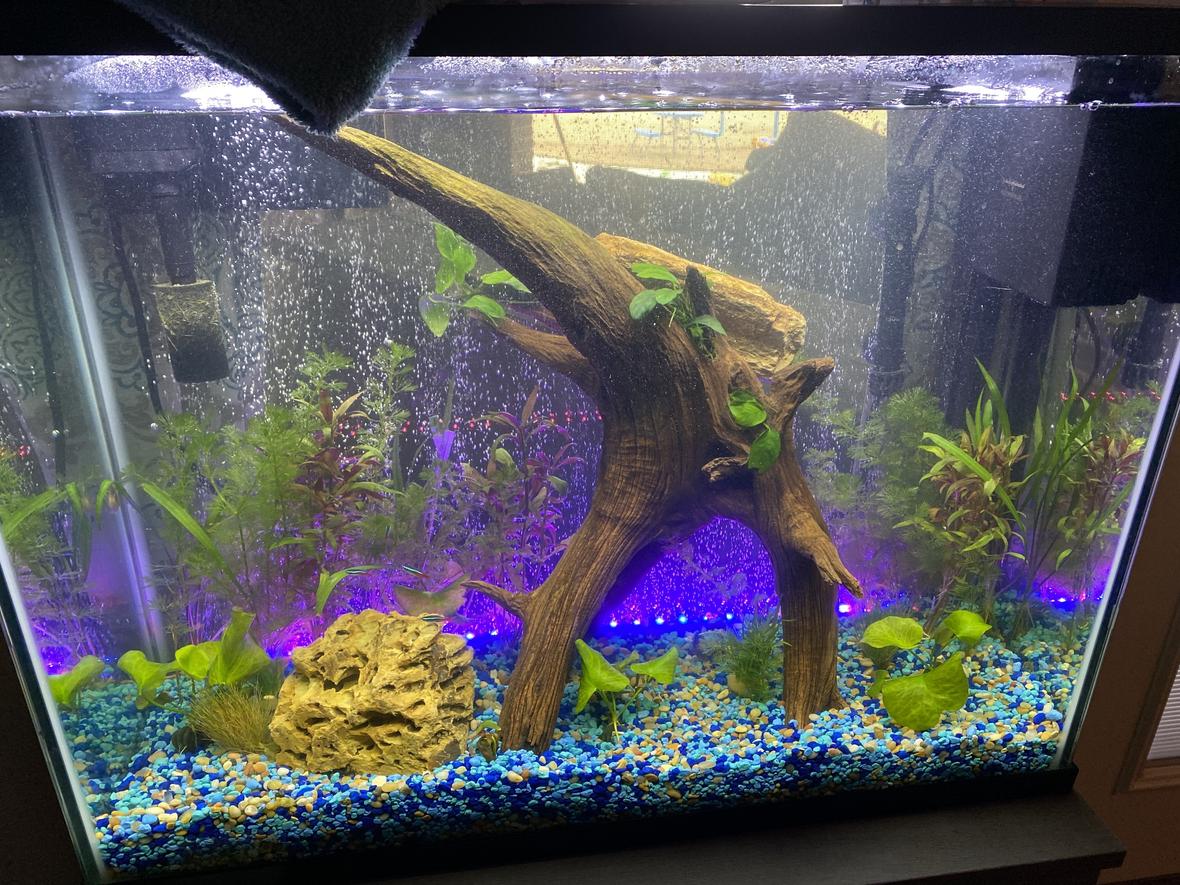 37 gallons planted tank (mostly live plants and fish) - Waiting on things to grow.