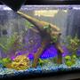 37 gallons planted tank (mostly live plants and fish) - Waiting on things to grow.
