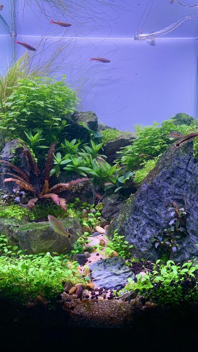 8 gallons planted tank (mostly live plants and fish) - Peaceful path