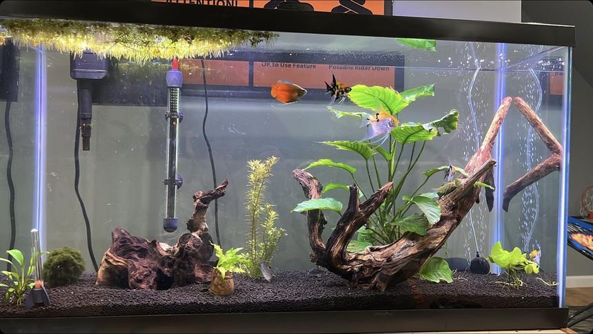 Rated #13: 38 Gallons Planted Tank - One of my two tanks, it`s around 2 months old and doing great