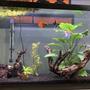 38 gallons planted tank (mostly live plants and fish) - One of my two tanks, it`s around 2 months old and doing great