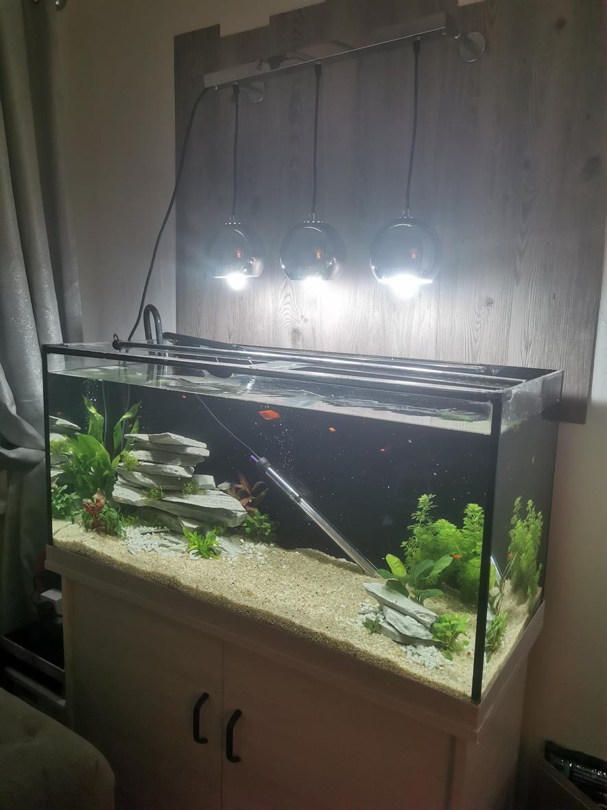 63 gallons planted tank (mostly live plants and fish) - 5 days in