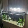 63 gallons planted tank (mostly live plants and fish) - 5 days in