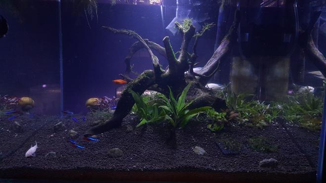 21 gallons planted tank (mostly live plants and fish) - Scaped 3 days ago 21 gallon tank  follow @someone_you_might_knoe in Instagram