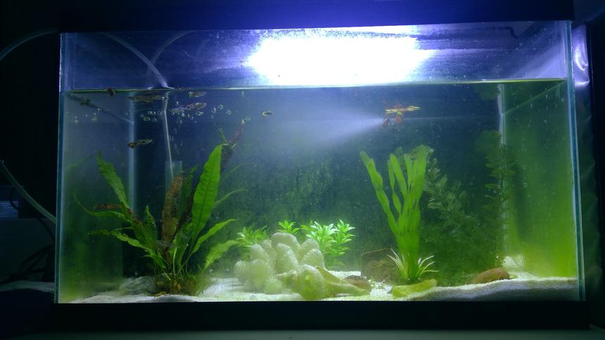 Rated #37: 20 Gallons Planted Tank - These are my male guppies. They currently live in a ten gallon in my room.