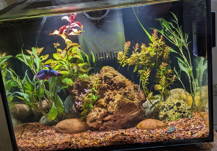 Rated #10: 20 Gallons Planted Tank - Planted Betta tank6 gallon aqueon ascent Planted with Ludwig's, green hedge and indica