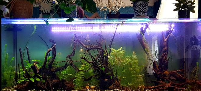 100 gallons planted tank (mostly live plants and fish) - Angelfish and Ornate Tetra, Planted, Work in Progress