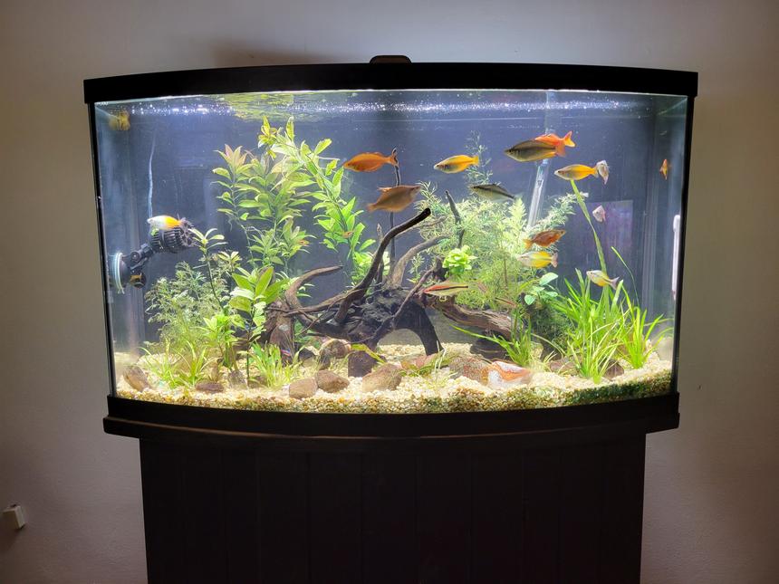 Rated #15: 46 Gallons Planted Tank - Wooden Jungle