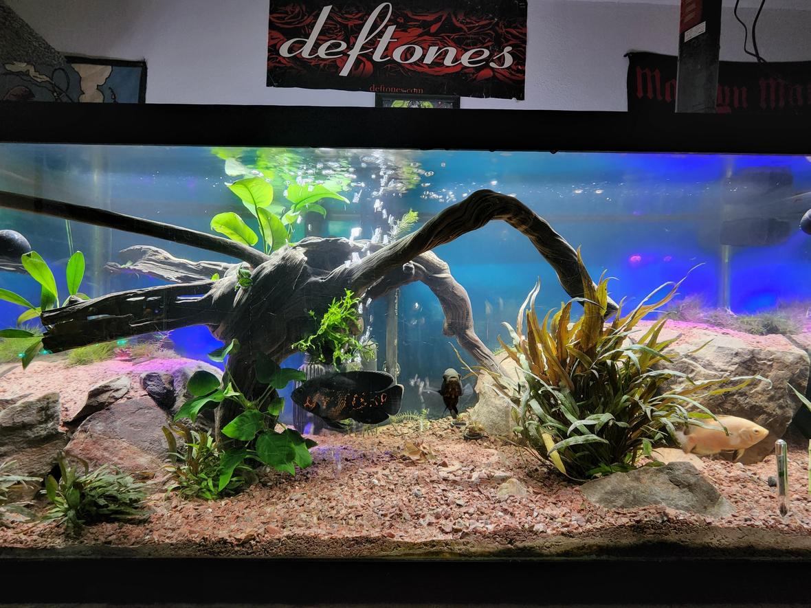 75 gallons planted tank (mostly live plants and fish) - 75