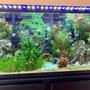 29 gallons freshwater fish tank (mostly fish and non-living decorations) - My Calm. When the filter doesn`t break.