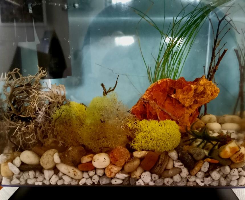 Rated #44: 3 Gallons Planted Tank - Novice