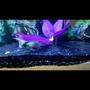 freshwater fish stocking in 30 gallons tank - Electric blue