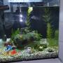 14 gallons planted tank (mostly live plants and fish) - Aquarium
