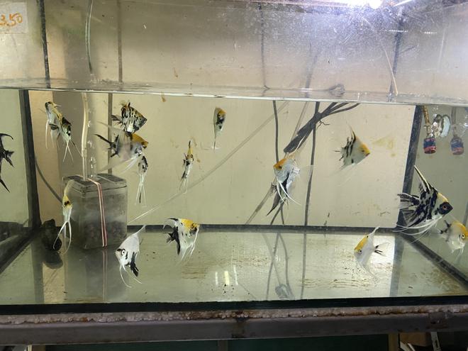 14 gallons freshwater fish tank (mostly fish and non-living decorations) - Angelfishes