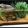 fish tank picture - terrapin tank with terrapin