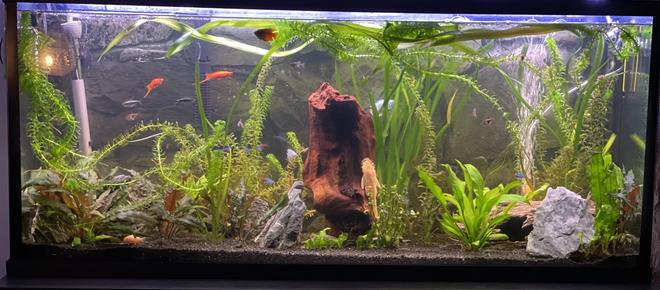 55 gallons planted tank (mostly live plants and fish) - My work in progress hobby