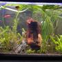 55 gallons planted tank (mostly live plants and fish) - My work in progress hobby