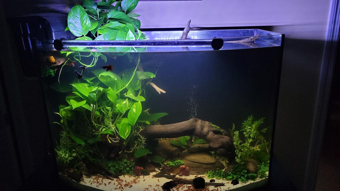 36 gallons planted tank (mostly live plants and fish) - 36 gal bow front