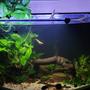 36 gallons planted tank (mostly live plants and fish) - 36 gal bow front