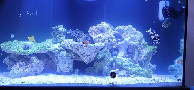 120 gallons saltwater fish tank (mostly fish, little/no live coral) - Just the beginning