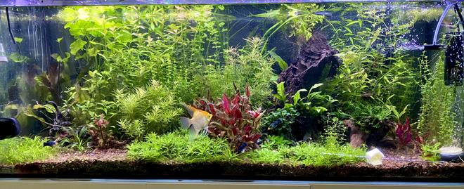 63 gallons planted tank (mostly live plants and fish) - 63 gallon