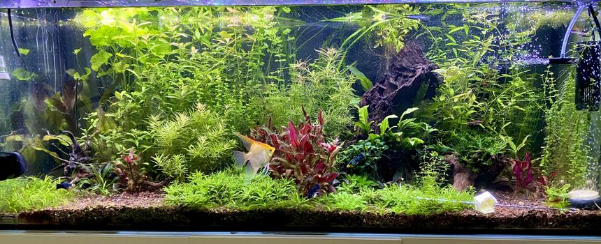 Rated #5: 63 Gallons Planted Tank - 63 gallon