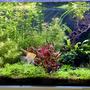 63 gallons planted tank (mostly live plants and fish) - 63 gallon
