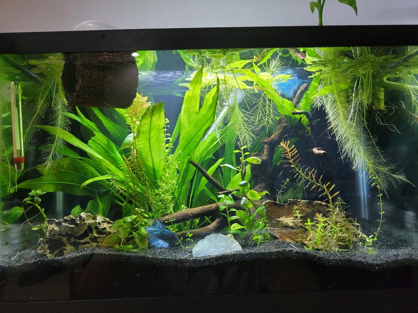 Rated #9: 10 Gallons Planted Tank - 10 gallon tank, stocking is currently 1 male betta named Spinach. He is getting some blue ramshorn friends soon!